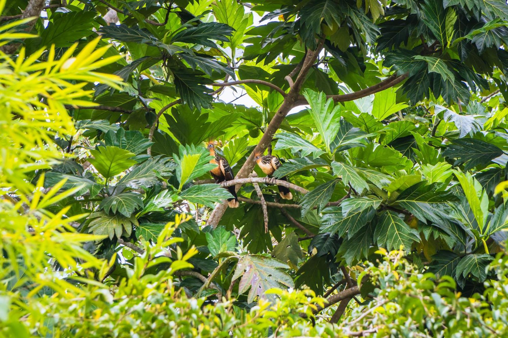 Passiflora Lodge Tambopata Пуерто Малдонадо Екстериор снимка
