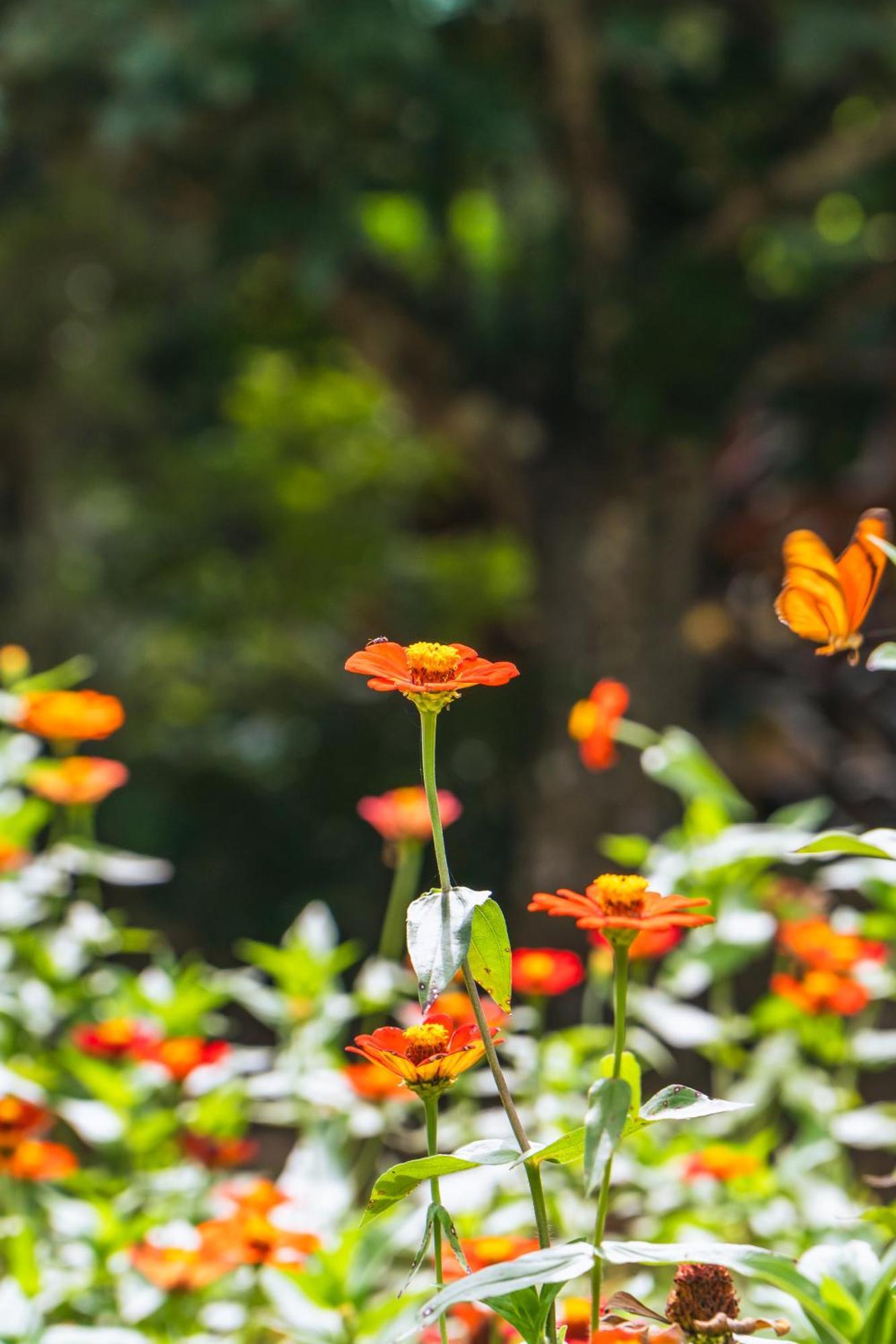 Passiflora Lodge Tambopata Пуерто Малдонадо Стая снимка